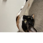 Cat ;.;