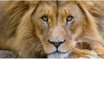 Green lions of the pack