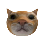 Staring Cat