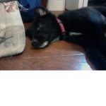 puppy lifestyle