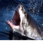 Naughty Sharks