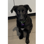 Zoey the puppy group