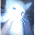 cats.<33
