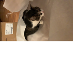 Catsforcats