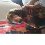 DOG GANG JIMMY