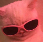#MEOW MEOW SQÜAD