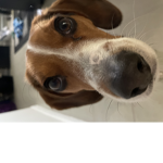 Chibby
