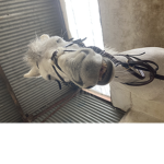 Horses And Ponies Rule