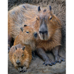 cool_capybaras
