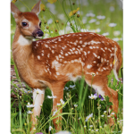 ANIMAL love ss GROUP