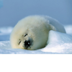 Happi Seals