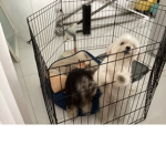 Puppy World By Xavi