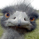 +.- emu sanctuary -.+