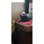 You Gotta Love Kitty's (L.O.L)