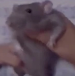 The Official Rat Army (JOIN THE RAT ARMY TODAY)