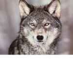 Mountain side wolf
