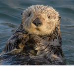 The Group of Otters