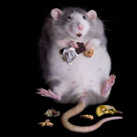 RAT clang <3