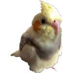 Chicken Fam
