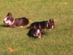 pointerpup community