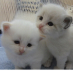 pixiе