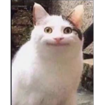 .-* Kats Hangout *-.