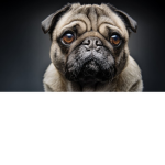 Big boss Pug