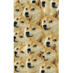 Grupo de Doges “juegan islas”