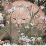 -catroyale-