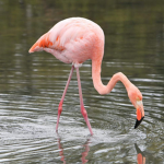 Flaming Hot Flamingos