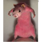 RATS SHELTER