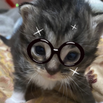 lalxni kittenz