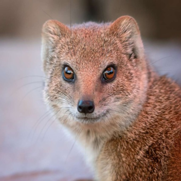 mongoose