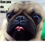 Pugs rule the world