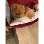 Hana Banana