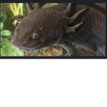 Deutschland Axolotl Forces (DAF)