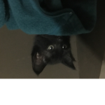 Wild kitty