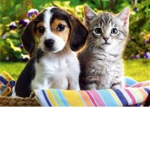 MSPCA