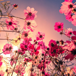 🌸