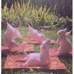 Lovely rat babies