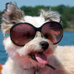 puppies wearing sunglasses