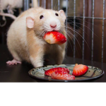 RATS=]
