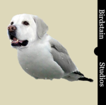 Birdstain Studios