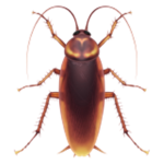 Roach Clan!!