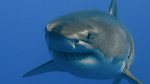 Any Epic Shark Group