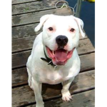 i LOVE DOGS6454