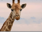 MY CUTE GIRAFFES