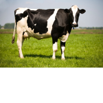 Cow man’s