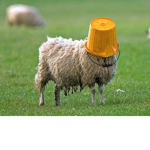 sheep fan club