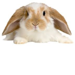 Rabbit Followers